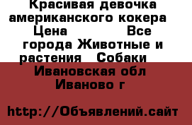 Красивая девочка американского кокера › Цена ­ 35 000 - Все города Животные и растения » Собаки   . Ивановская обл.,Иваново г.